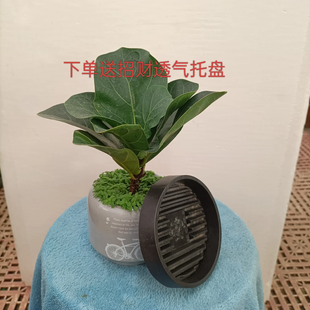 琴叶榕小盆栽只发新疆包邮办公室净化空气好养活绿植