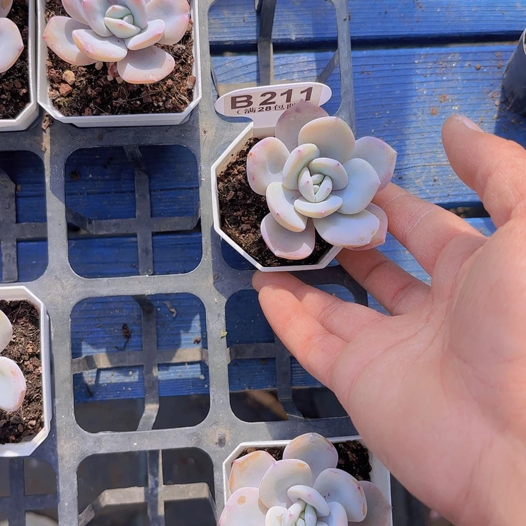 B211奶茶一物一拍