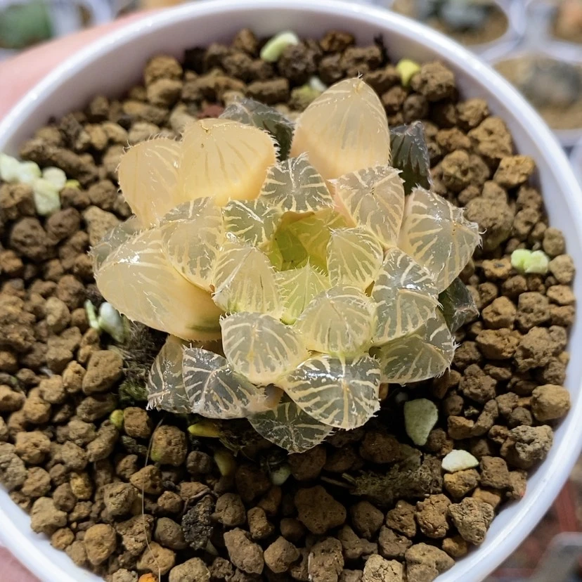 【闪购商品】103糊斑秋忌玉露锦