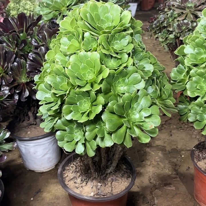 多肉植物绿羊绒40