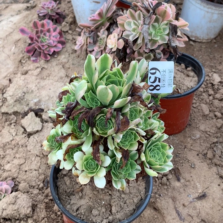 658辛尼亚手捧4号