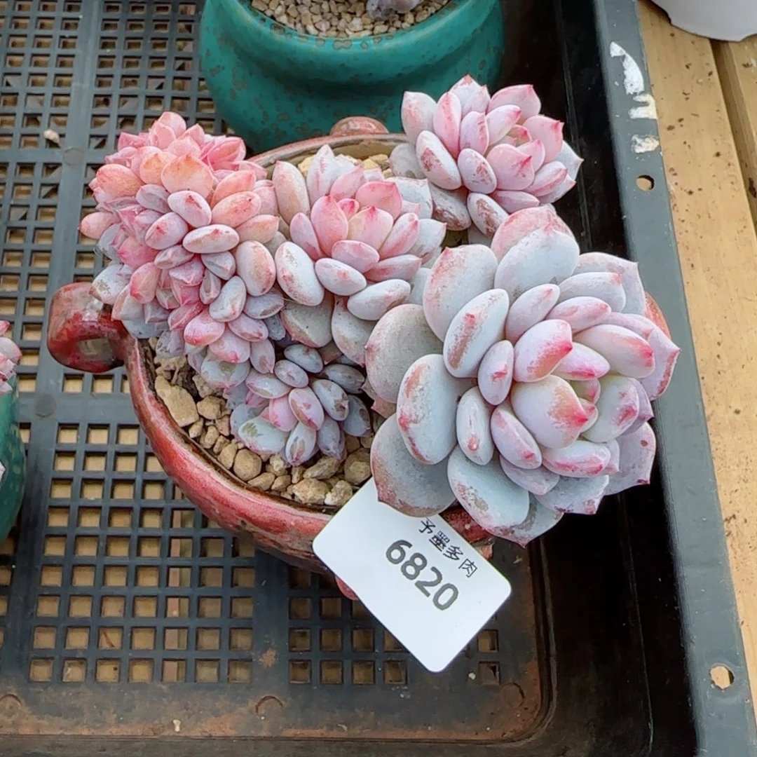 ****里星星橙缀化，6820多肉植物