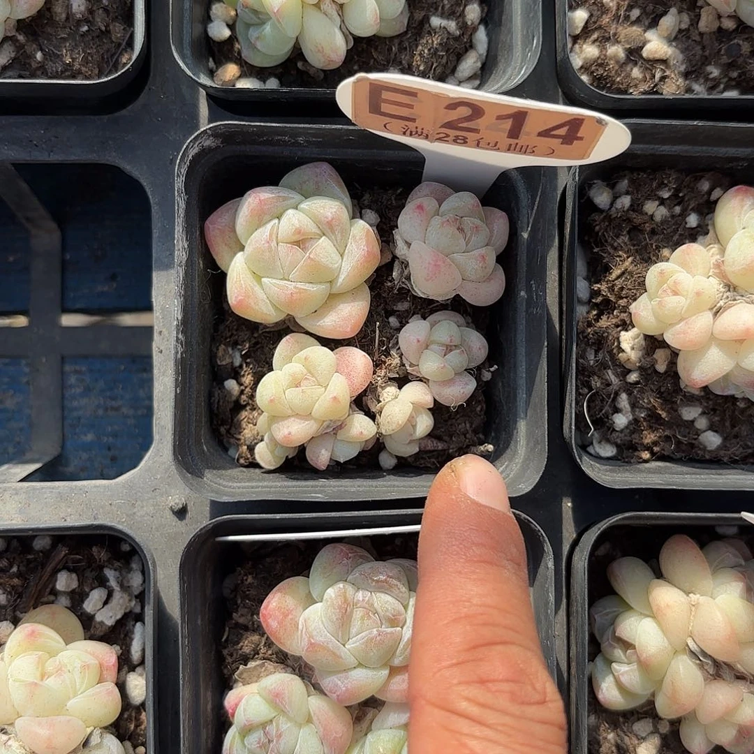 E214白底冰玉一物一拍