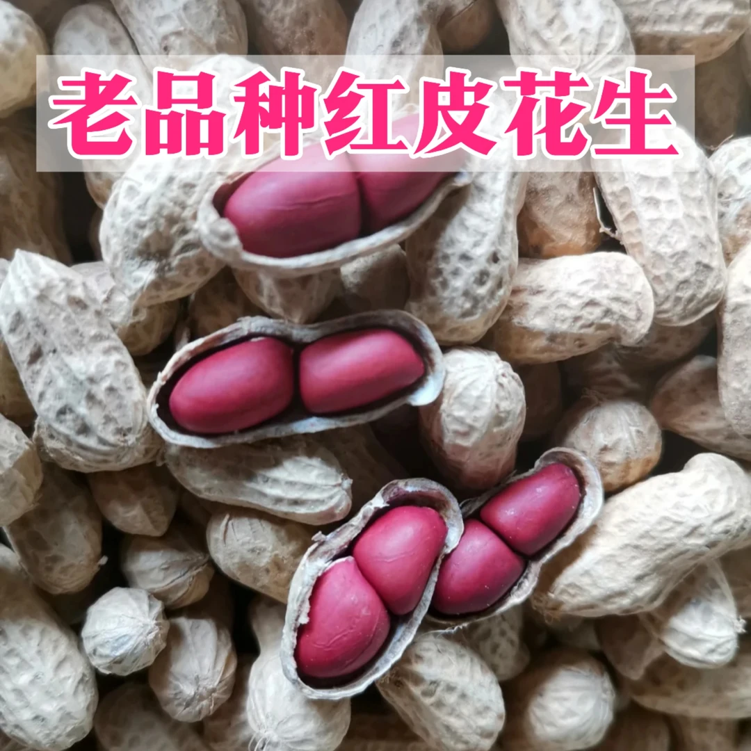 贵州老品种农家自种红皮花生