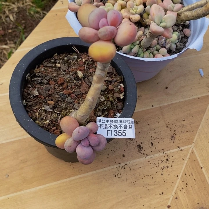 蛋黄奶老桩355多肉植物