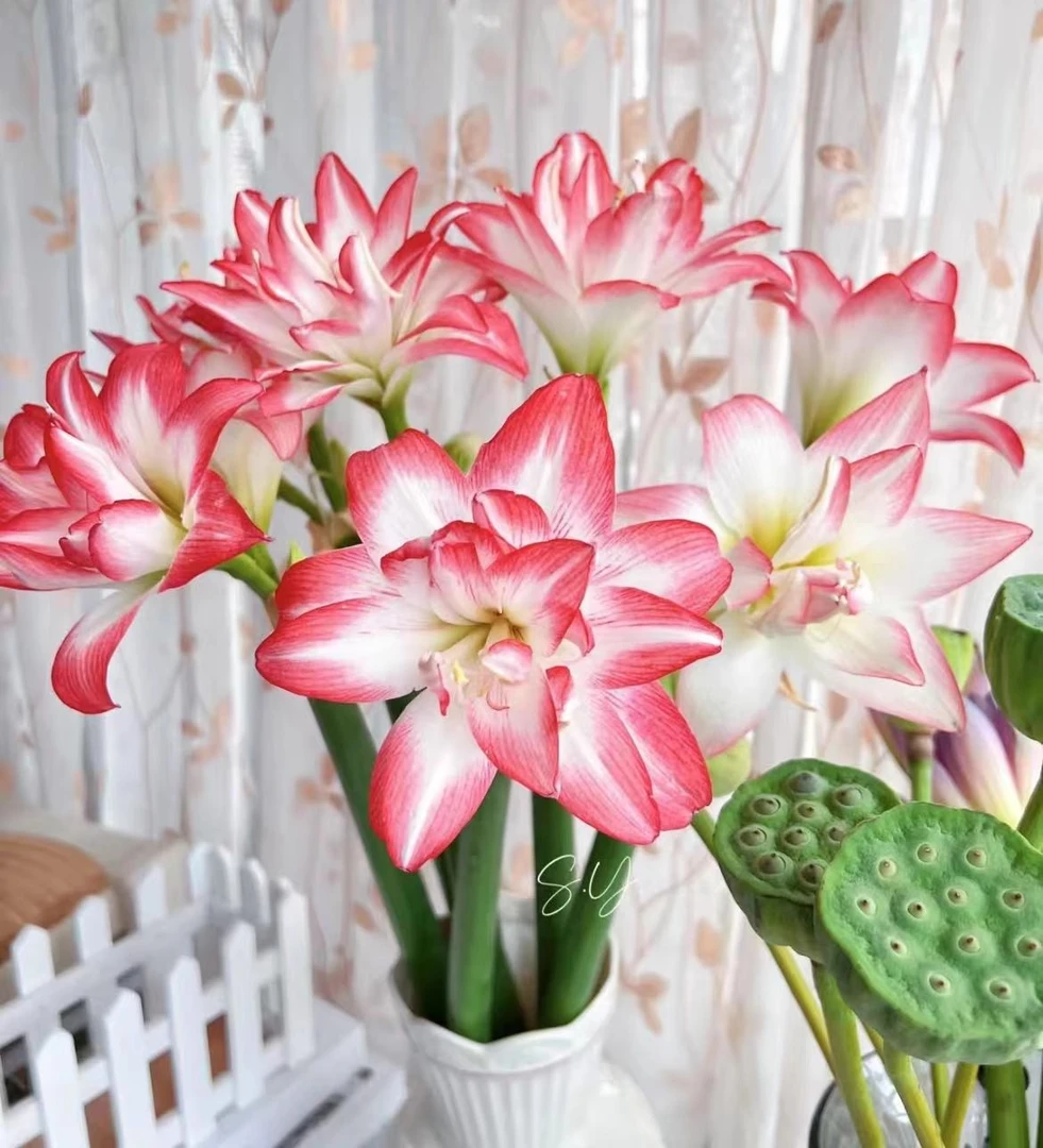 【花孔雀】 朱顶红种球重瓣大花阳台室内盆栽水培绿植小盆景保对版