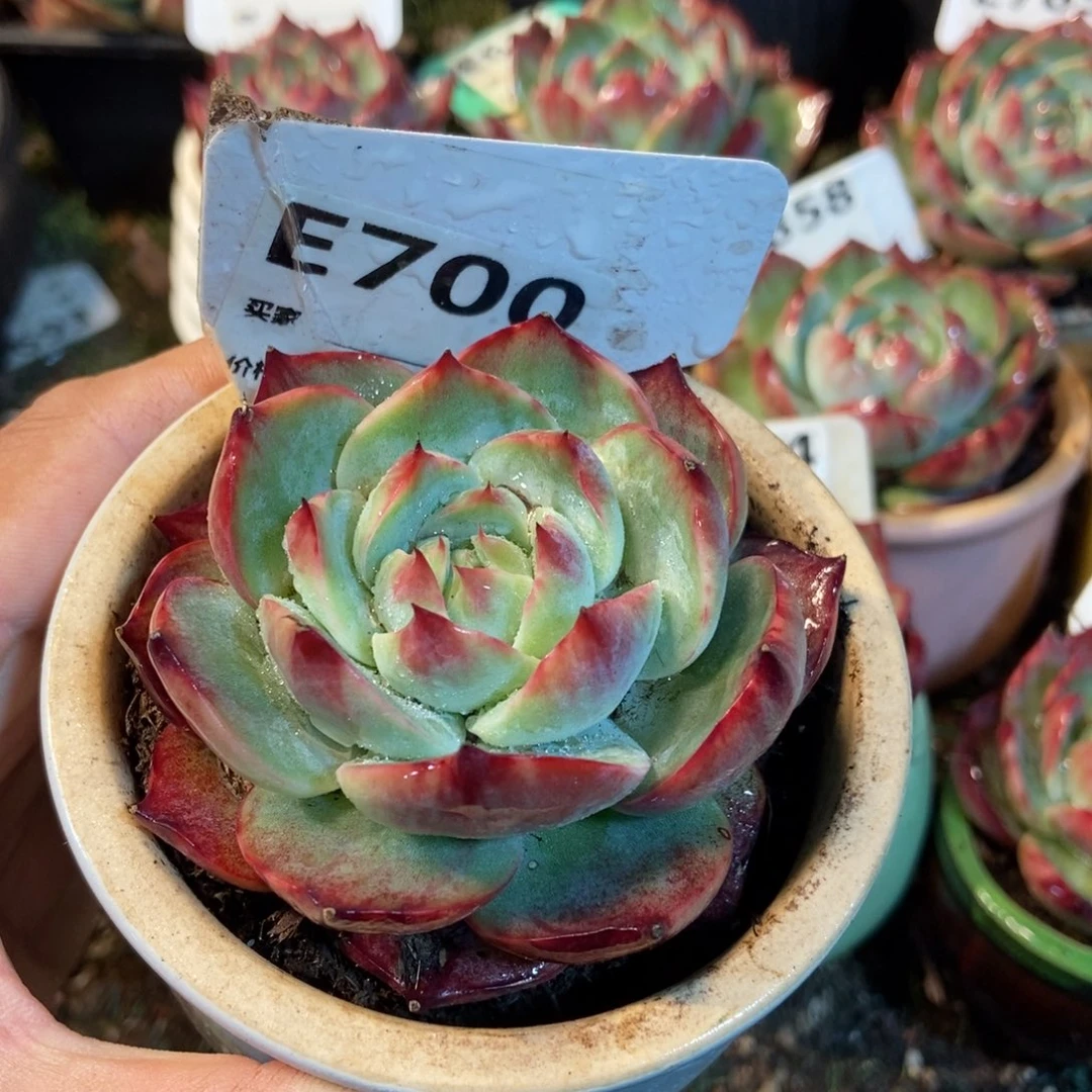 惊鸿一瞥700号楼多肉