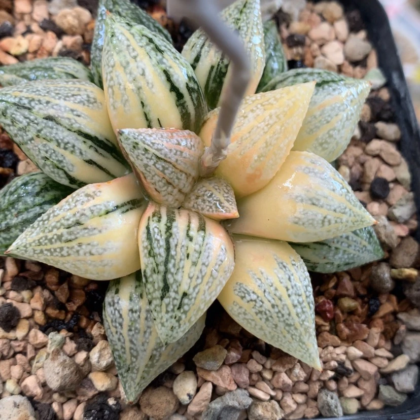 【闪购商品】199尖叶白银锦