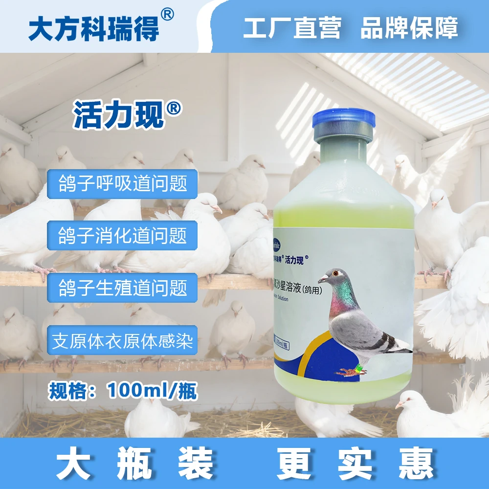 大方科瑞得大瓶装活力现种鸽赛鸽信鸽观赏鸽圆环元宝鸽不烧毛烧条