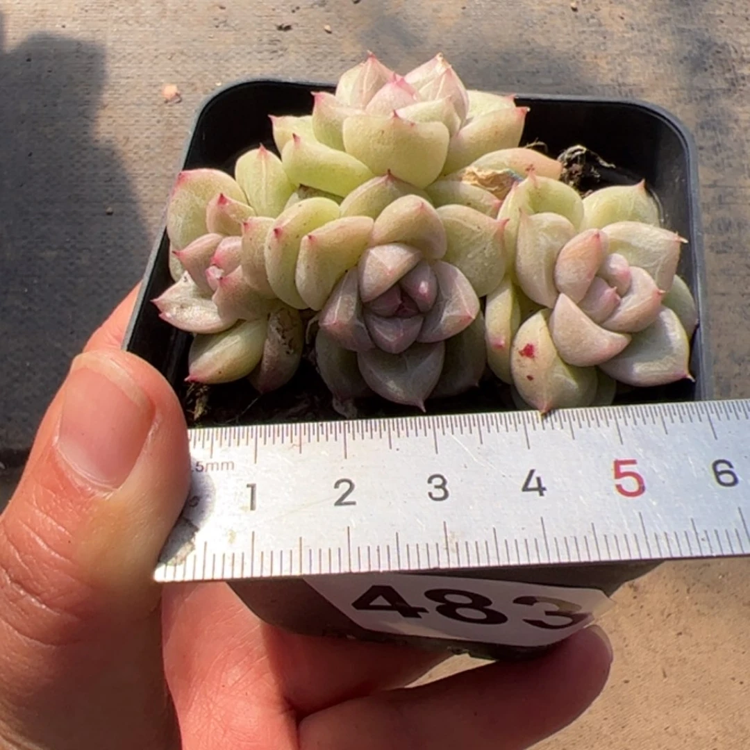 小*嗝483 多肉植物组合盆栽