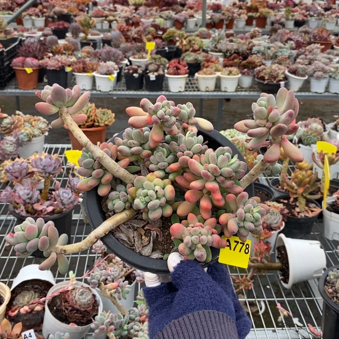 778苹果奶酪一物一拍