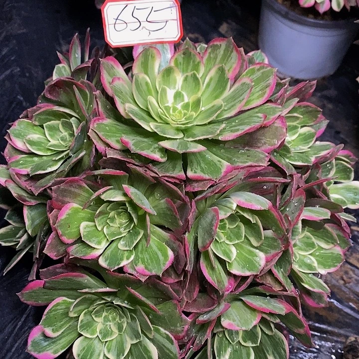 万花筒老桩捧花655号