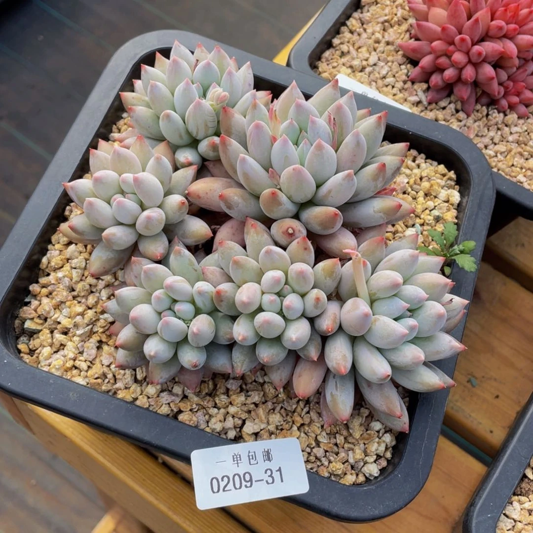 科*0209-31-所罗门。。。。。