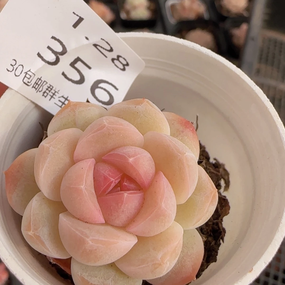 白桃汽水单头一颗脱土