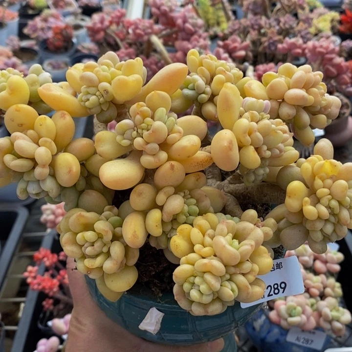 比尔盖茨20多肉植物