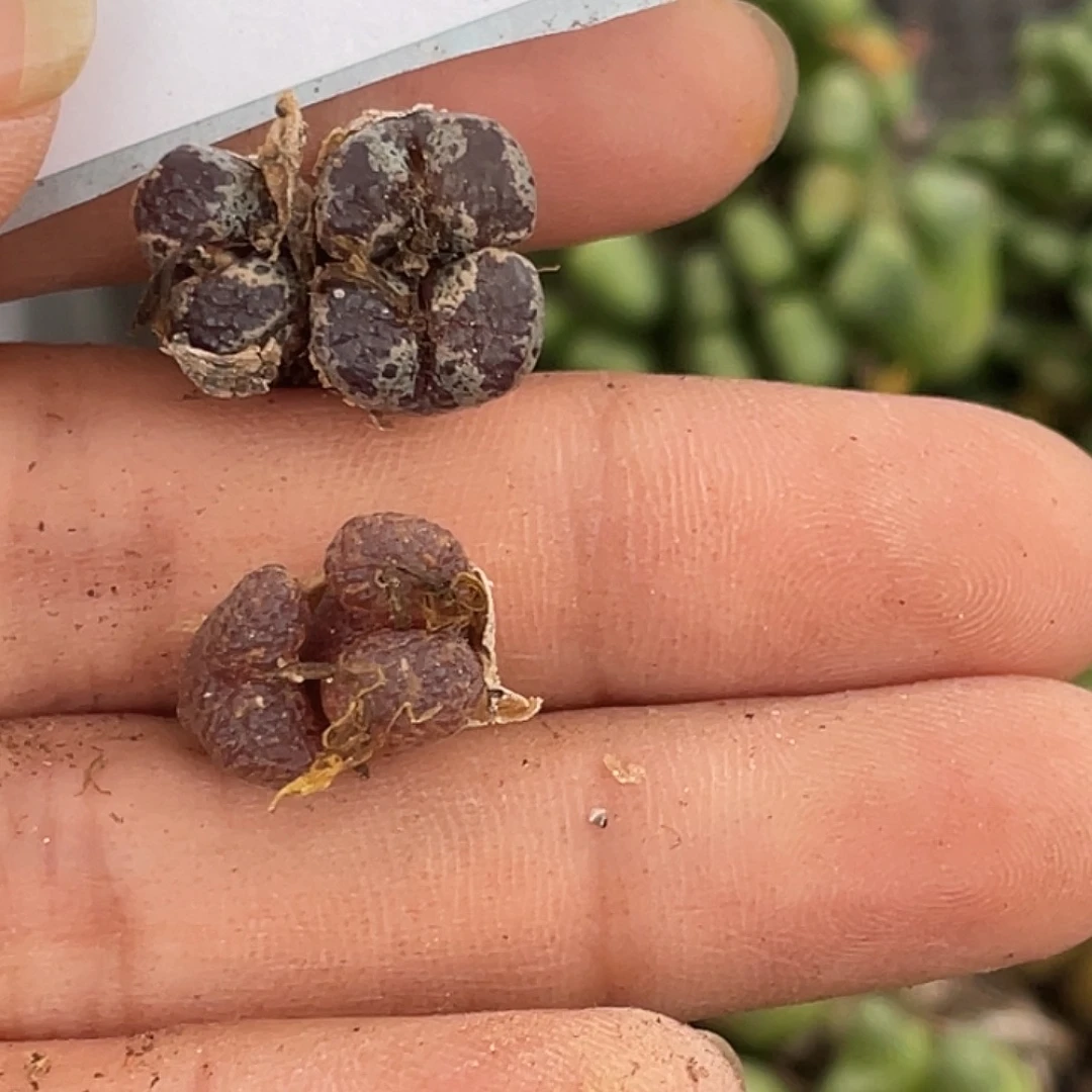 姬***君16-106肉锥多肉植物