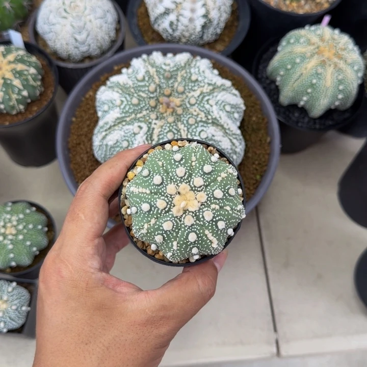 Dav的大型海星泰奇花园