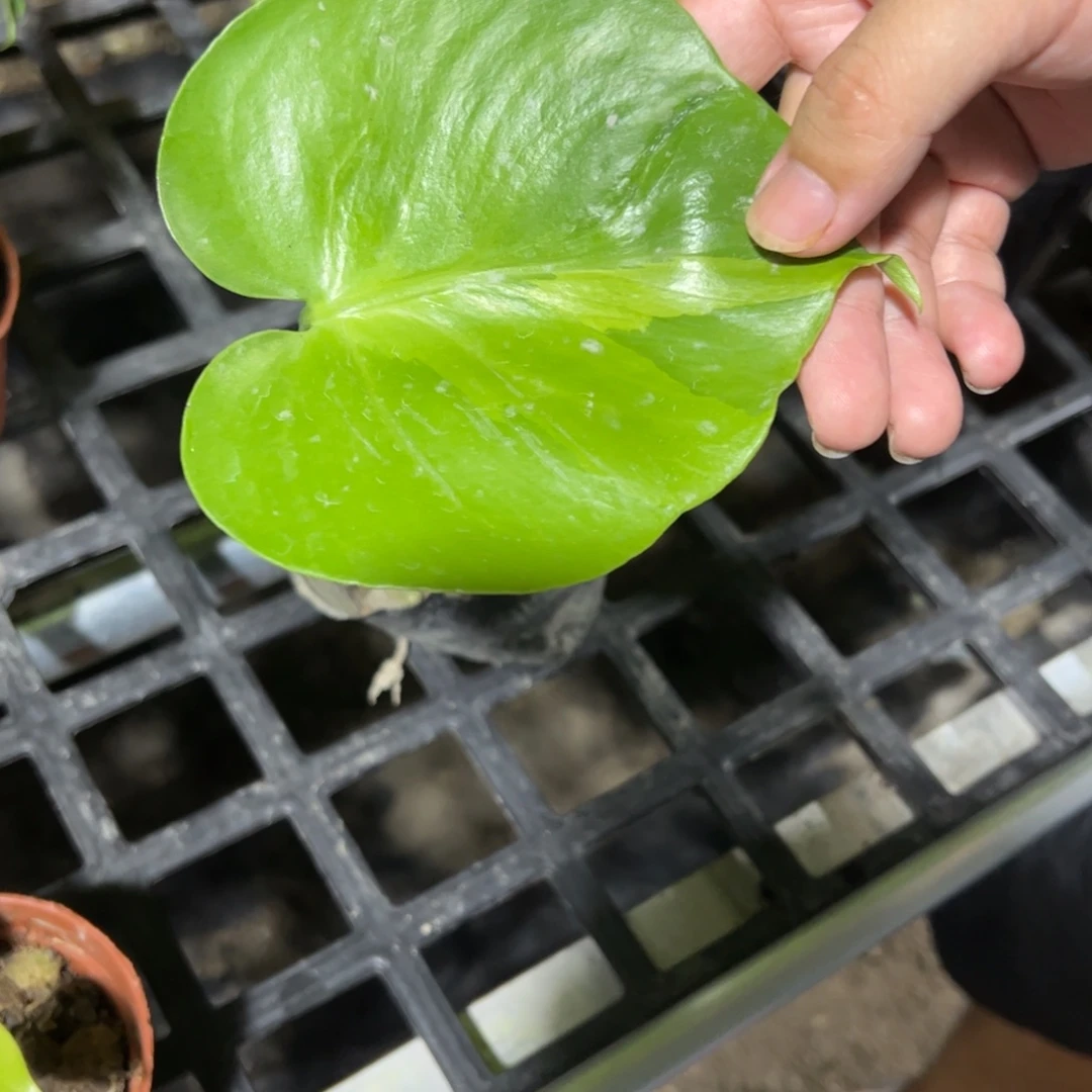 完全开放田园土盲盒