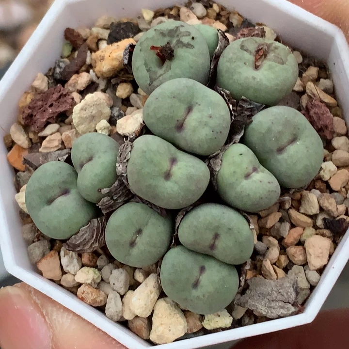 精品多肉植物精品多肉