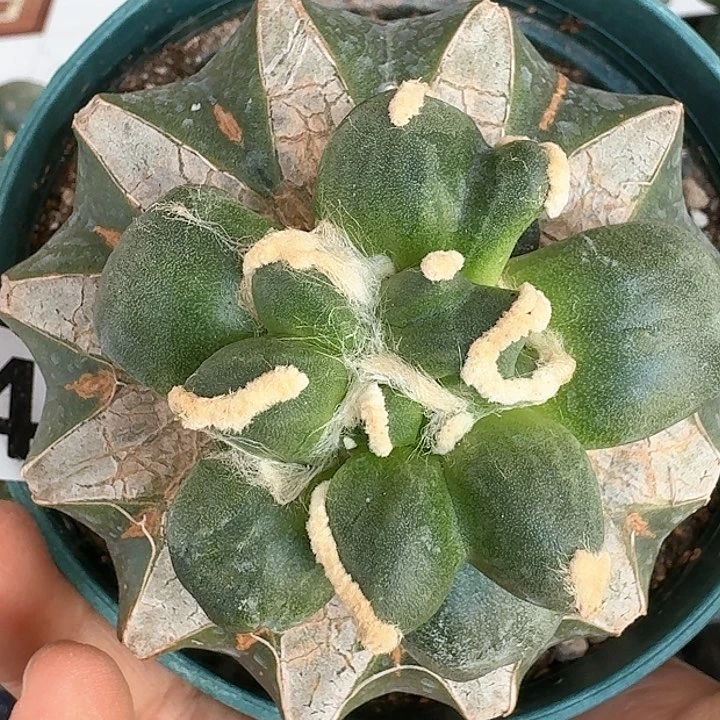 【闪购商品】无花朵长*蝴蝶连瓷蛋尤648