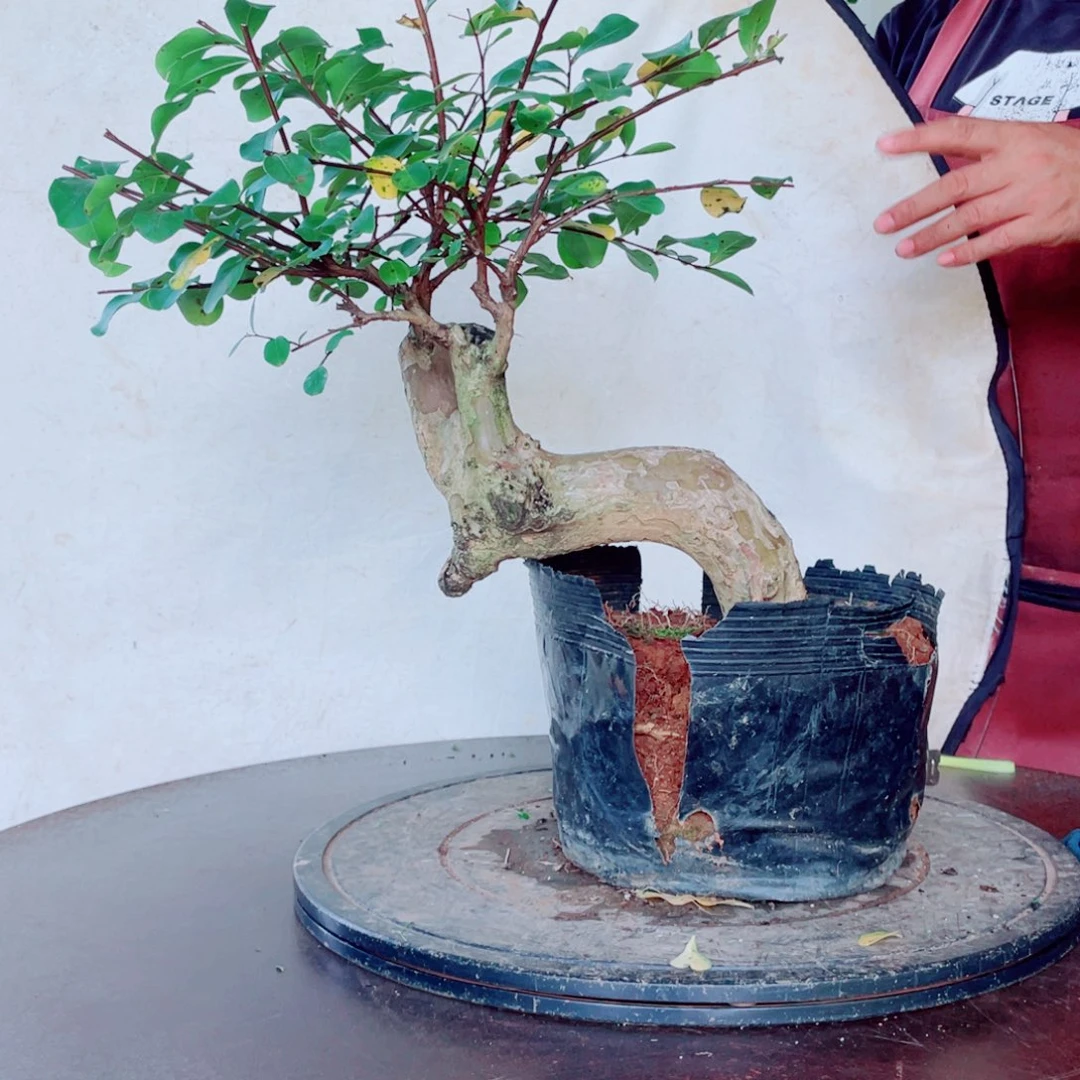 无花朵紫薇紫薇紫薇紫薇