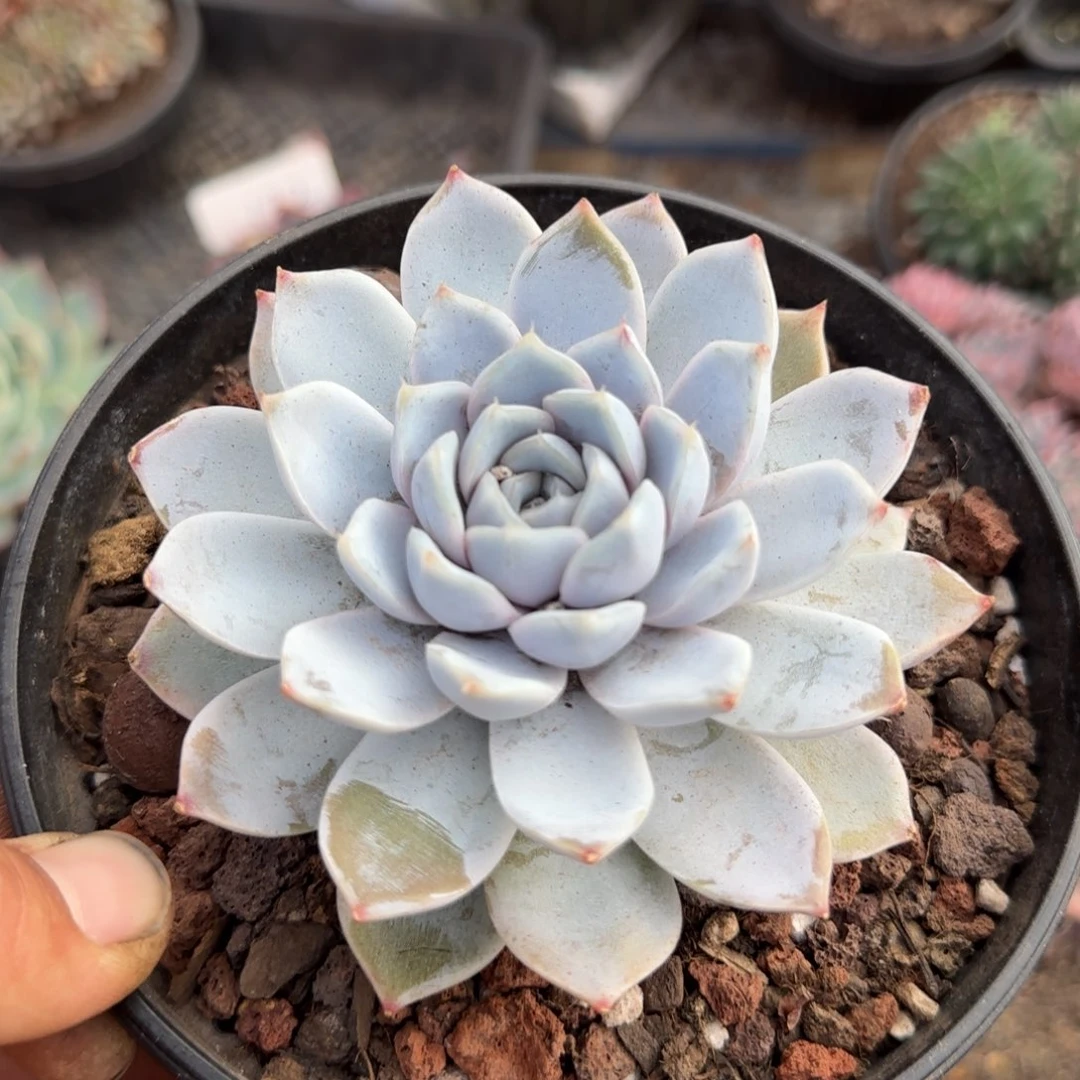 雪兔一物一拍包装收缩花旱