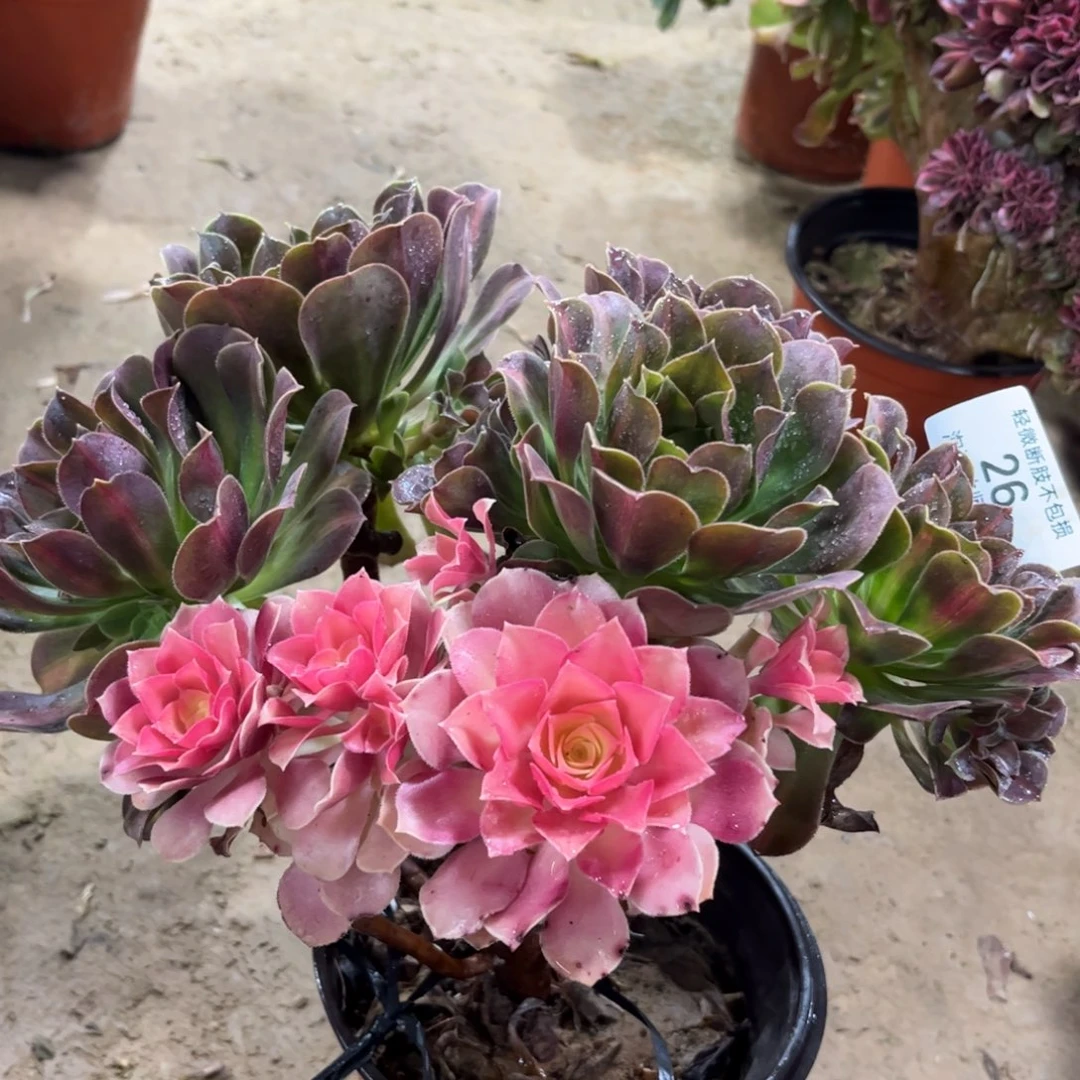 26粉女巫阴阳多肉植物法师