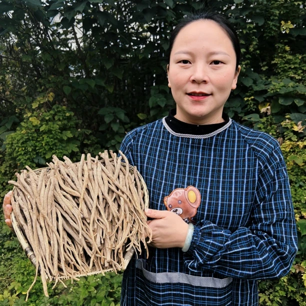 阿坝州现收山货土当归藏当归炖汤炖鸡炖鸭炖排骨香甜（有大有小 ）8
