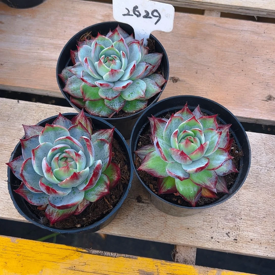 小惊鸿仙子8公分左右三颗2629号