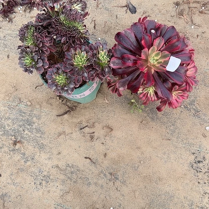 ＆***◕一单包邮不包侧枝27