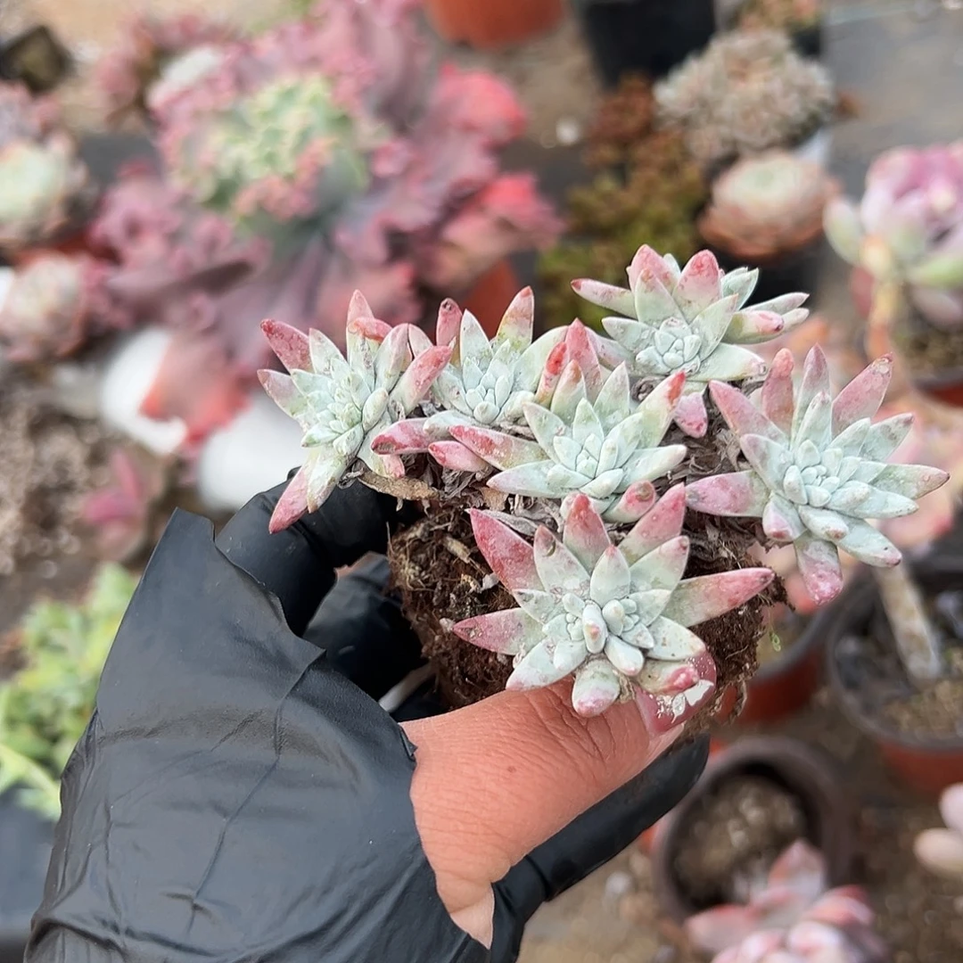 多肉植物白菊老庄