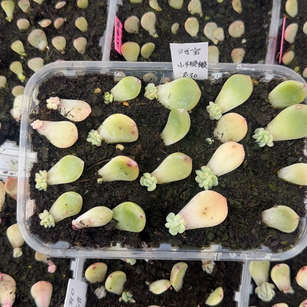 阿宝 芝麻穴2个满25包邮