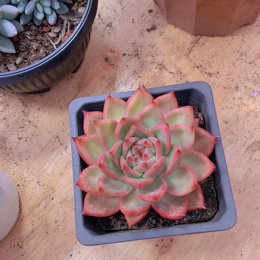 悦*0000000000000613