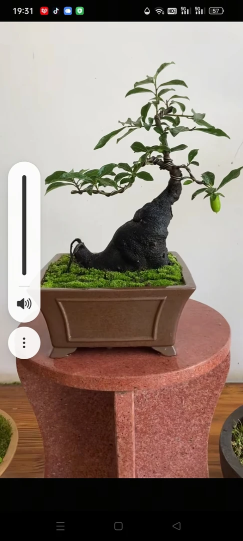 精品金弹子盆景血红果母桩原盆原土发货植物盆景树老桩老桩盆栽