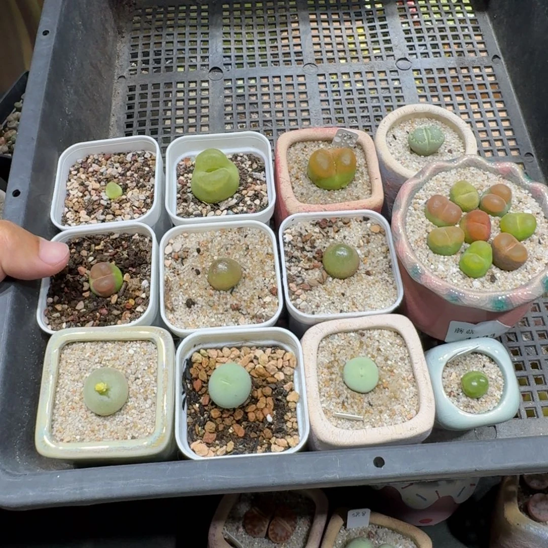 ****尼蘑菇1183花花花花花花
