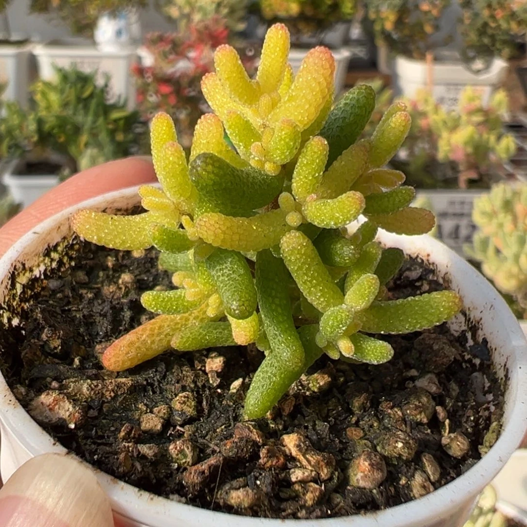 29-721枝干番杏多肉假猪五圆盆