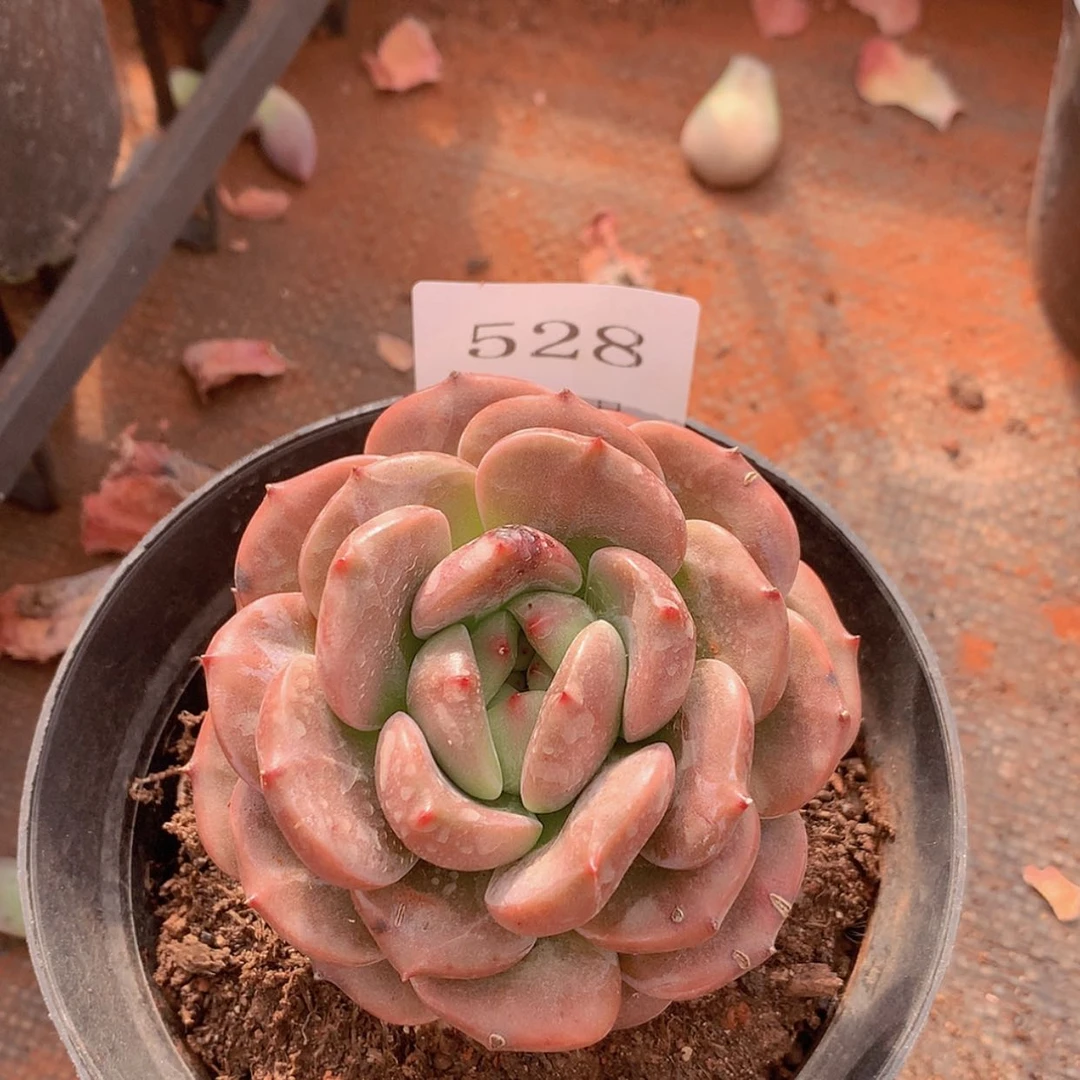 【闪购商品】云528号Q橙7厘米