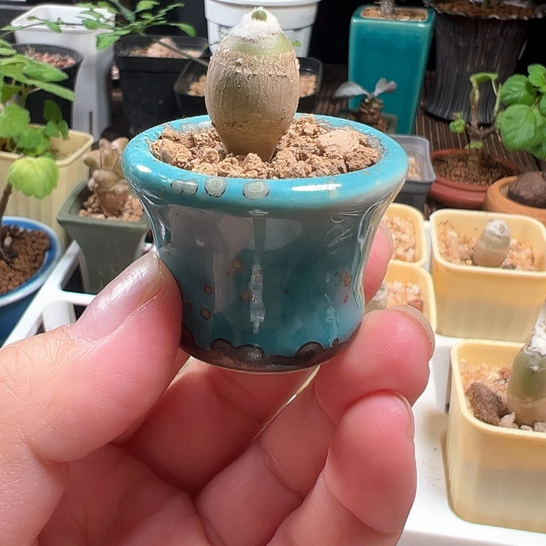 J***y雪花厚敦菊带盆包邮