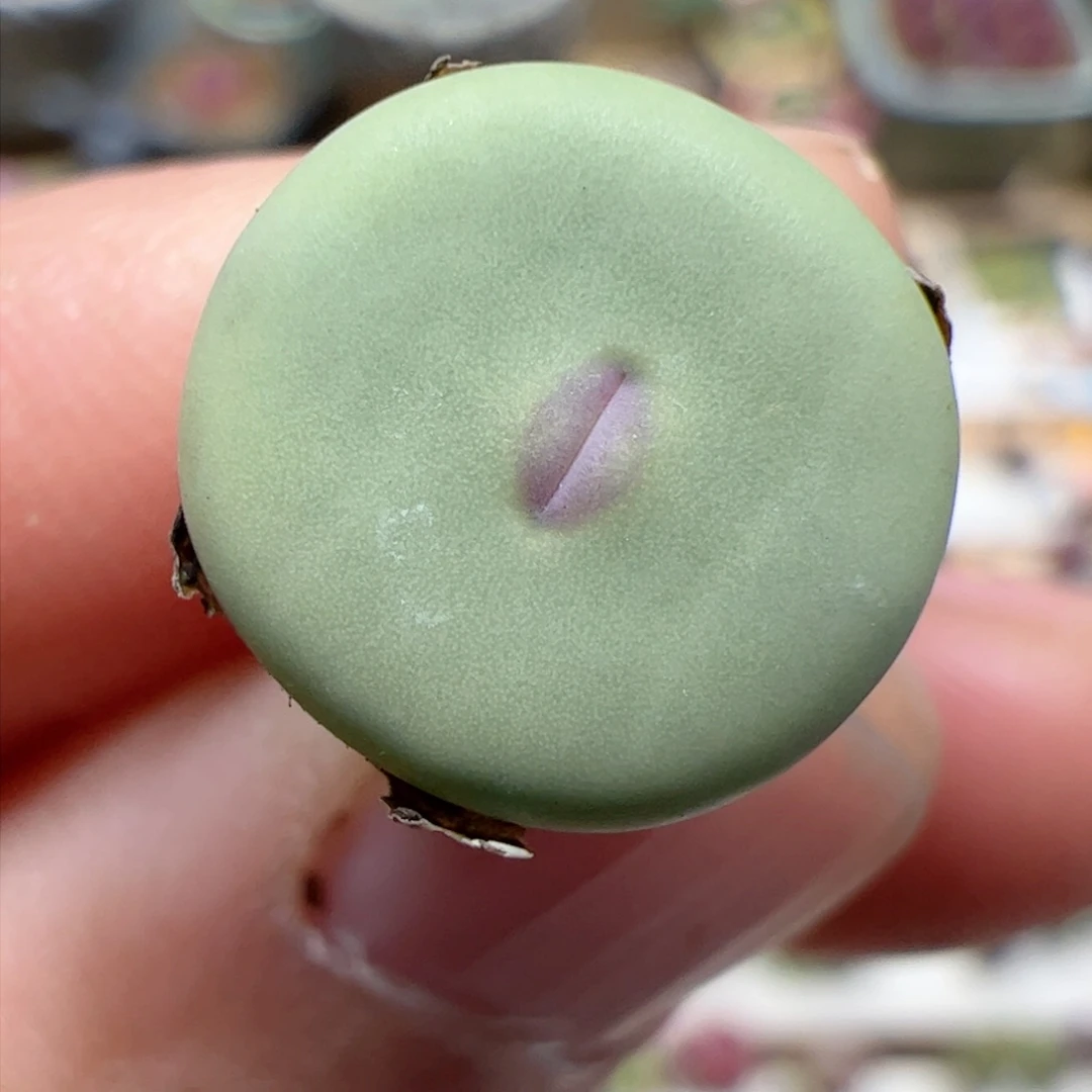 【闪购商品】80 红嘴