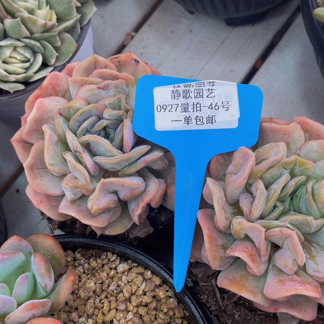0927-46-云瑶仙子大单头一颗