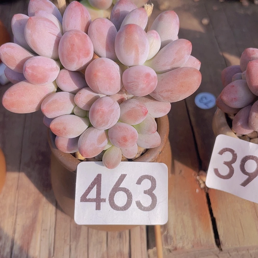 奶尖多肉植物多肉