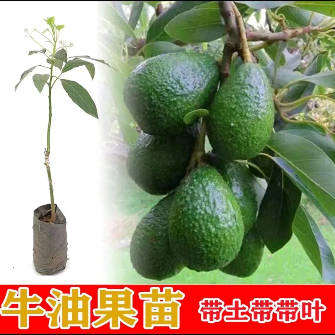 哈斯牛油果嫁接苗哈斯牛油果树苗庭院阳台盆栽南北方种植名贵果苗