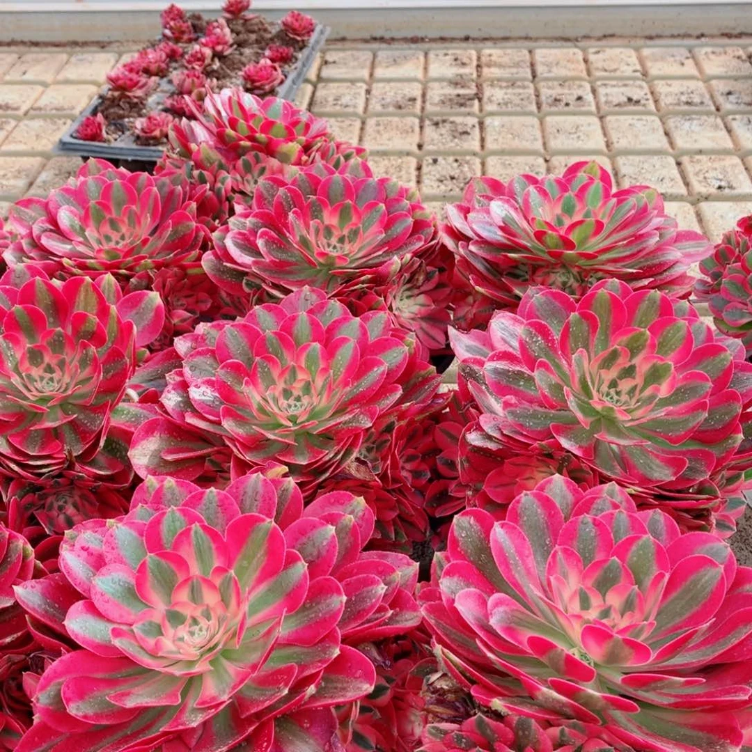 七彩石量拍多肉法师