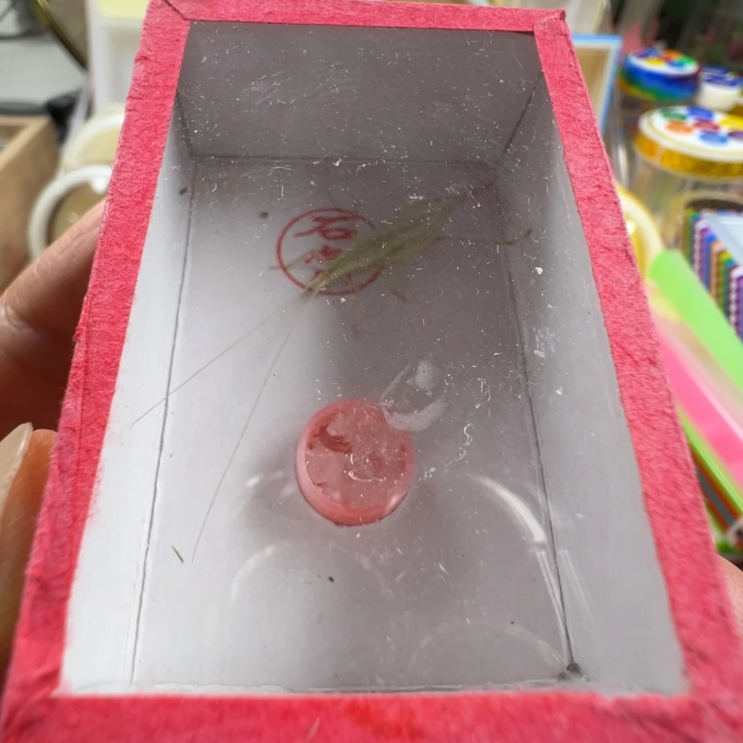 蟋蟀一只石老师柬埔寨竹蛉