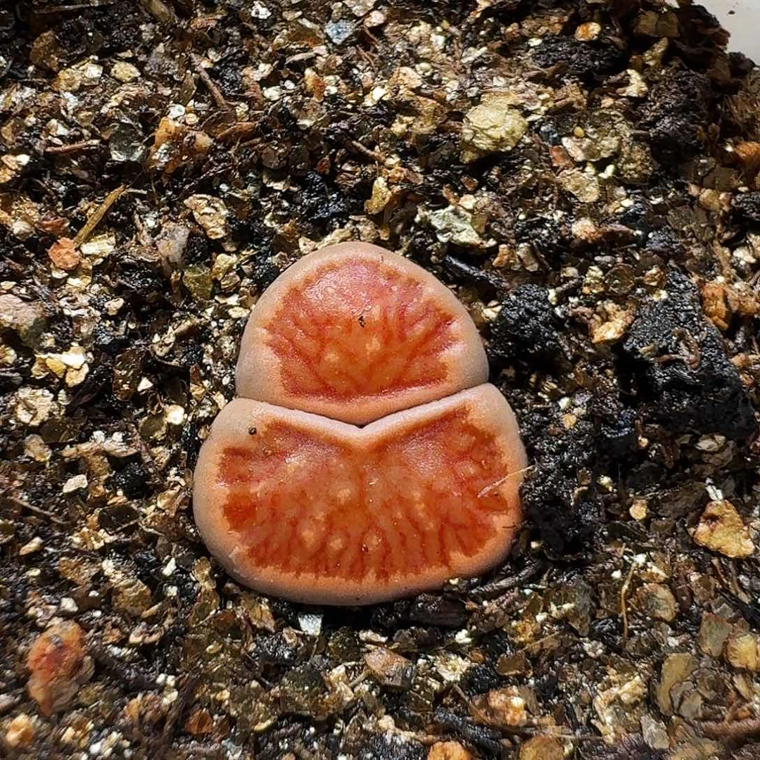 生石花1111111。   170