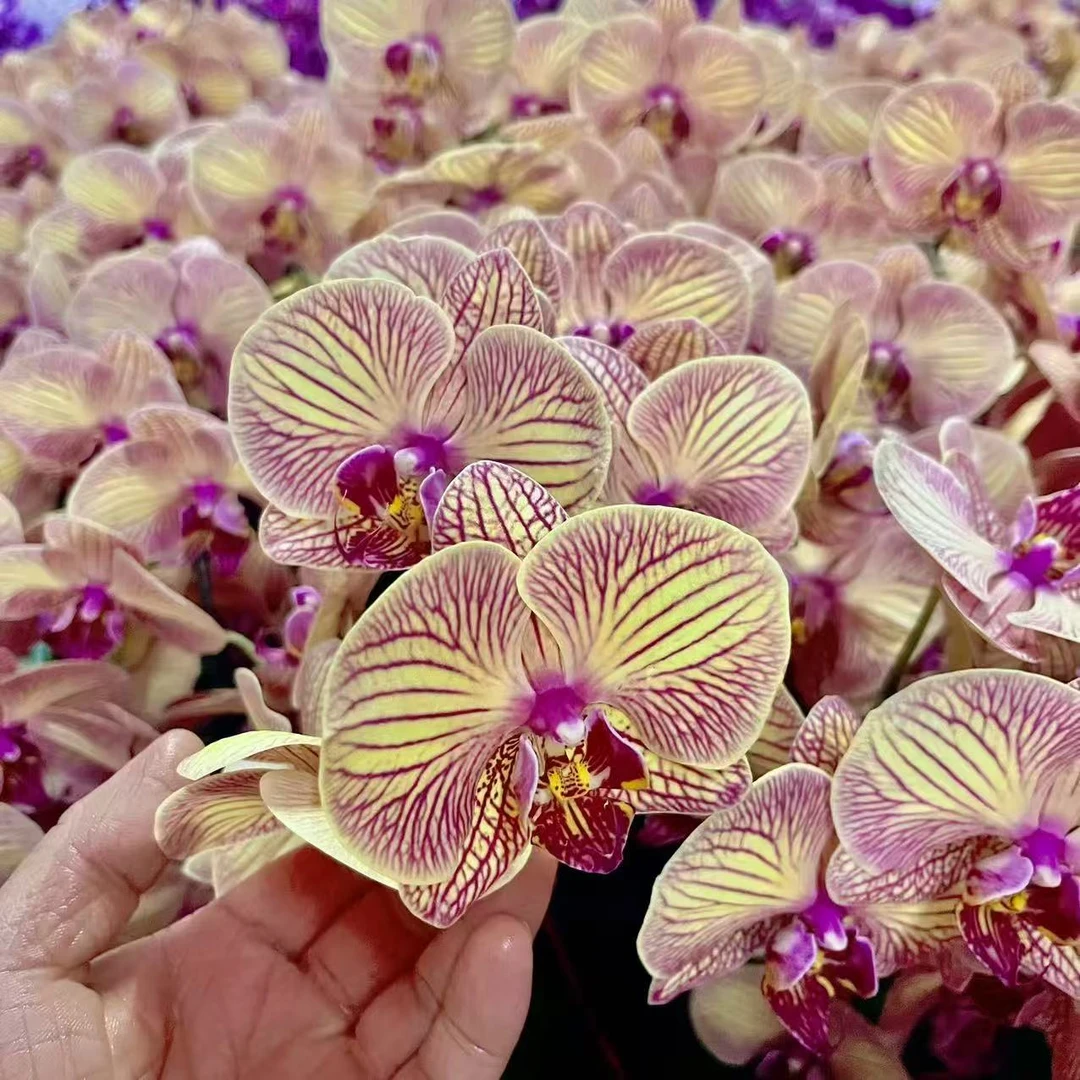 蝴蝶兰《芭比娃娃》稀缺品种 年宵花 带花好养耐活 基地直发
