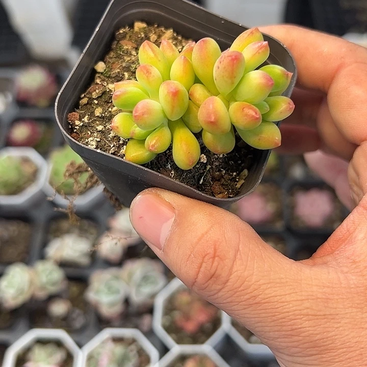春萌 满3颗包邮