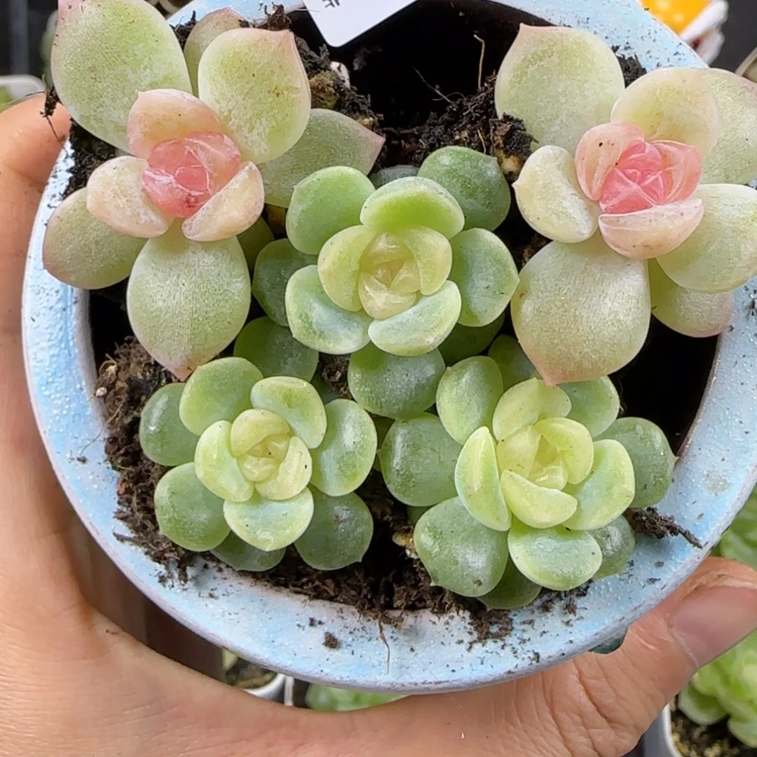 95东篱下多肉植物哈哈哈哈哈