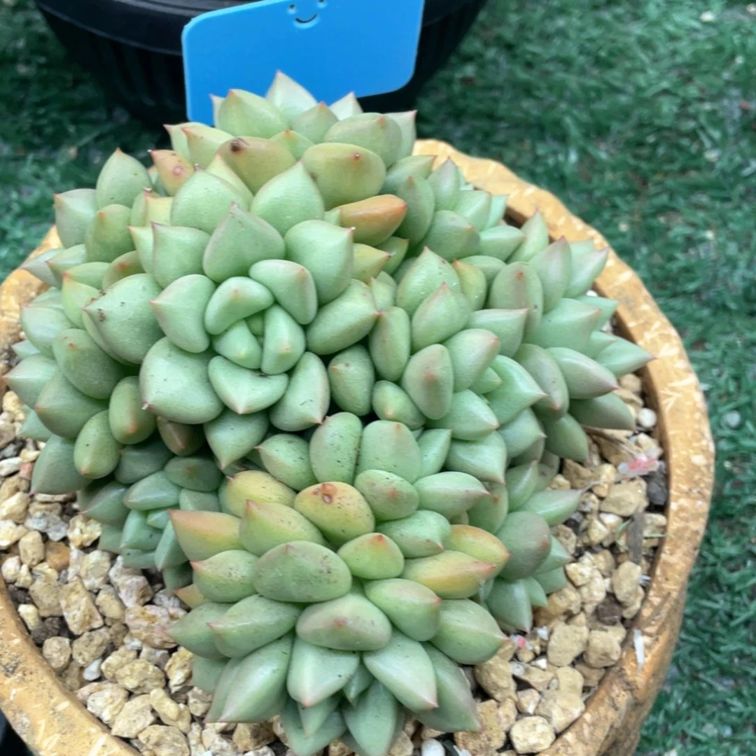 黄金象牙一物一拍28包邮非偏远