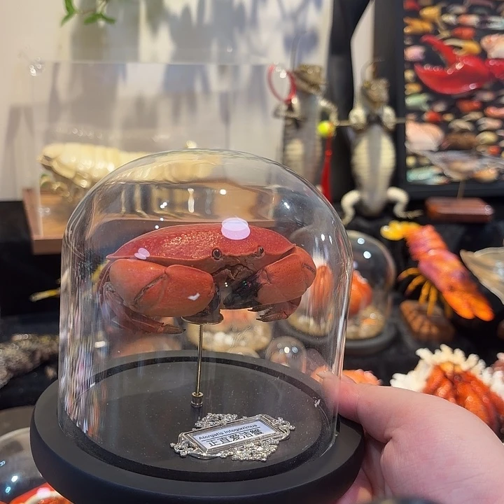 真实正直爱洁蟹标本